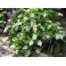 White Hydrangea Oakleaf Snow Queen 1 Plants Flowering quercifolia